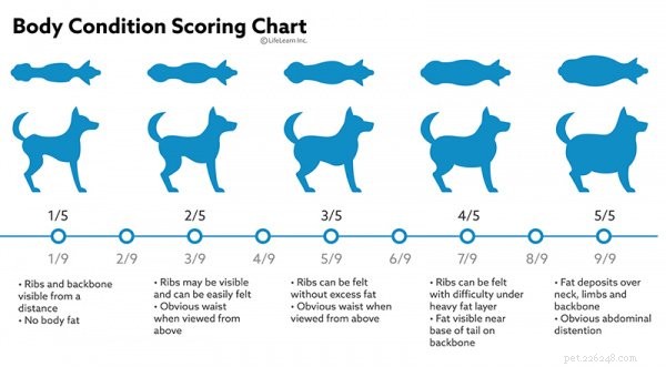 5 maneiras comprovadas de saber se seu cão está acima do peso e soluções fáceis aprovadas pelo veterinário