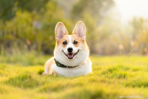 5 beprövade sätt att veta om din hund är överviktig och enkla veterinärgodkända lösningar
