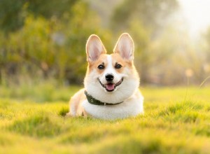 당신의 개가 과체중인지 알 수 있는 5가지 입증된 방법과 수의사가 승인한 간편한 솔루션