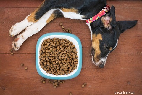 Jak používat výživu ke snížení zánětu a posílení imunitního systému vašich psů