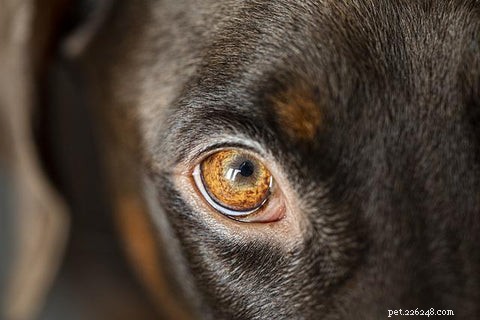 Dog Eye Allergies vs Infection:bewezen manieren om ze te herkennen en kalmerende remedies