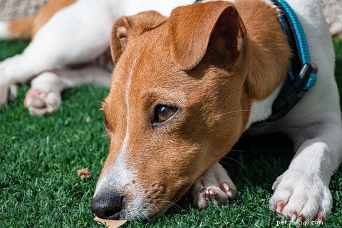Dog Eye Allergies vs Infection:bewezen manieren om ze te herkennen en kalmerende remedies