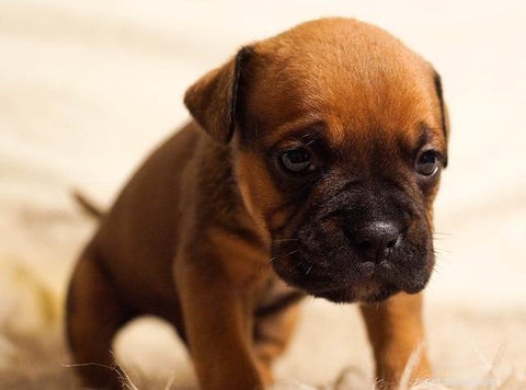 6 неожиданных причин, которые объясняют самоуправство собак и как предотвратить это навсегда
