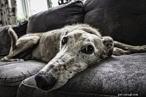 6 překvapivých důvodů, které vysvětlují shánění psů a jak mu nadobro předcházet