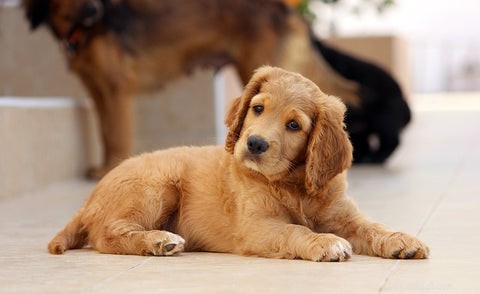6 verrassende redenen die hondenscooten verklaren en hoe je dit voorgoed kunt voorkomen