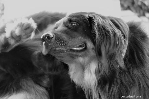 Come riconoscere l allergia nei cani e i migliori rimedi lenitivi provati