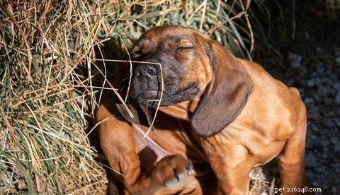 Hur man känner igen allergi hos hundar och de bästa beprövade lugnande läkemedlen