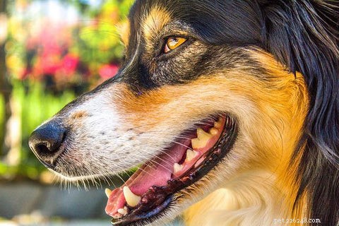 Ja, honden kunnen zuurkool eten! 5 geweldige voordelen van zuurkool voor honden