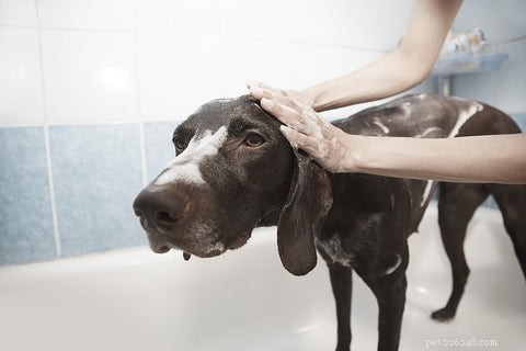 Help! 8 verrassende redenen waarom uw hond op zijn huid bijt en manieren om dit te voorkomen