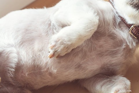 Help! 8 verrassende redenen waarom uw hond op zijn huid bijt en manieren om dit te voorkomen