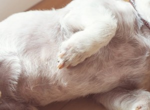Pomoc! 8 překvapivých důvodů, proč se váš pes kouše do kůže, a způsoby, jak tomu zabránit