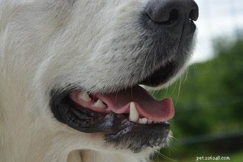 7 секретов неприятного запаха изо рта у собак и 6 проверенных способов его предотвратить