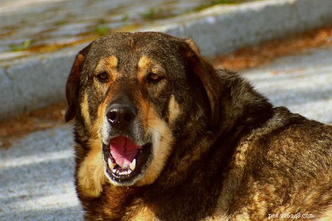 7 secrets derrière la mauvaise haleine des chiens et 6 moyens éprouvés de la prévenir