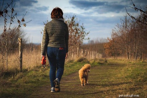 Как научить собаку идти по пятам с помощью этого нового и простого метода