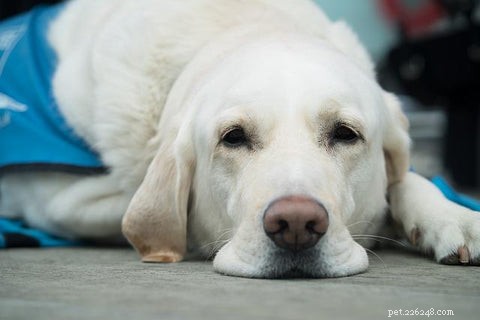 Hur man behandlar en hotspot för hund:Enkel beprövad behandling och huskurer
