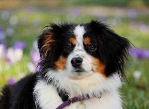 犬の花粉症の症状とあなたの犬を助けるための7つの実証済みの方法 