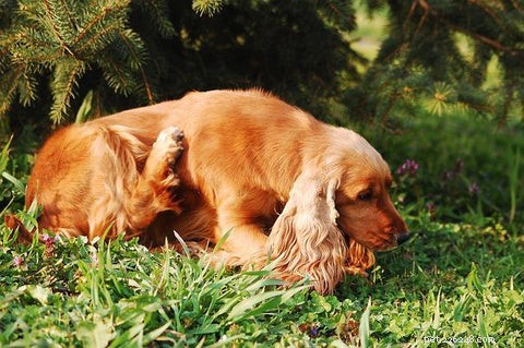Come trattare un punto caldo del cane:trattamento facile e provato e rimedi casalinghi
