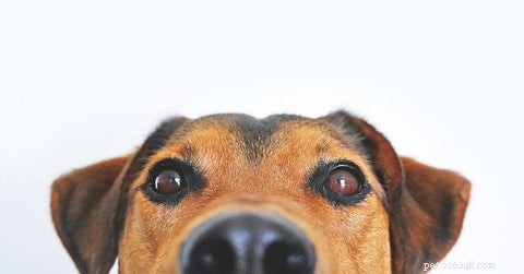 강아지의 꽃가루 알레르기 증상 및 개를 돕는 7가지 입증된 방법