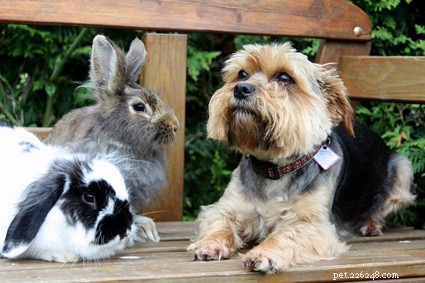 Kunnen honden ziek worden van het eten van konijnenpoep?