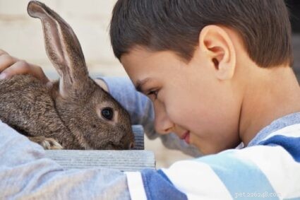 Perché il mio coniglio mi fissa?