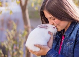 Dokážou králíci vycítit lidské emoce?