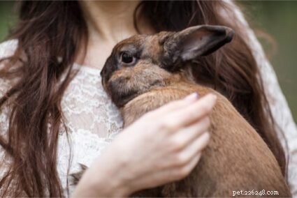 토끼는 인간의 감정을 감지할 수 있습니까?