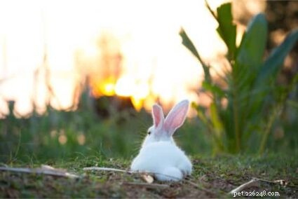 Kan de staart van een konijn eraf vallen?