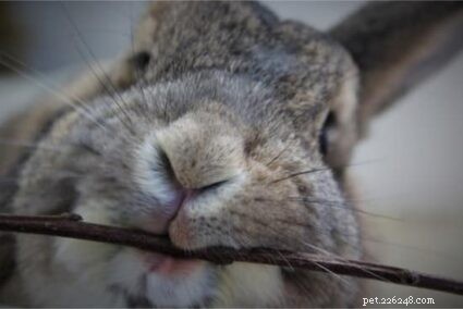 I morsi di coniglio domestico sono pericolosi?