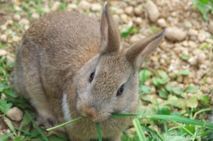 Опасны ли укусы домашних кроликов?