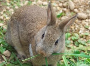 애완동물 토끼에게 물리면 위험합니까?