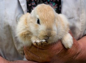 Quando você pode lidar com coelhos bebês?