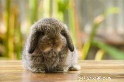 Vilken ålder slutar kaniner att växa?