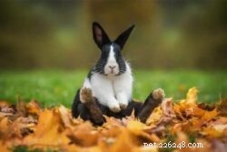 Que idade os coelhos param de crescer?