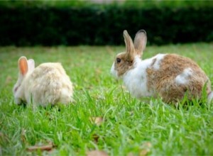 Varför springer min kanin i cirklar?