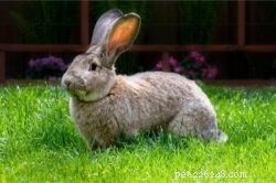 ウサギは何歳で成長を止めますか？ 