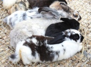 Por que os coelhos atacam uns aos outros?