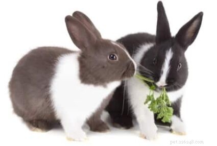 Waarom vallen konijnen elkaar aan?