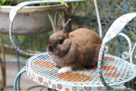 I conigli possono saltare da luoghi alti?