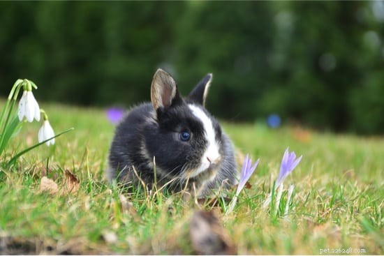 Выживет ли мой домашний кролик в дикой природе?