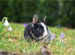 Mon lapin de compagnie survivra-t-il dans la nature ?