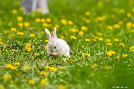 Il mio coniglio domestico sopravviverà in natura?