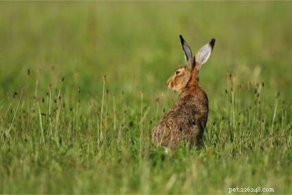 Come distinguere tra lepri e conigli