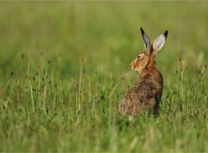 Como saber a diferença entre lebres e coelhos