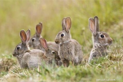 Hoe herken je het verschil tussen hazen en konijnen