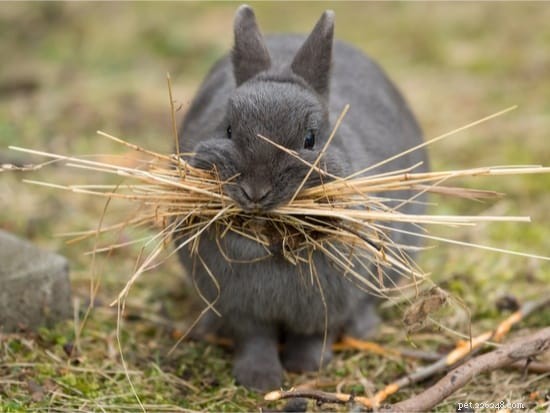 Waarom dragen konijnen hooi in hun mond?