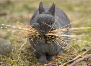 Por que os coelhos carregam feno na boca?