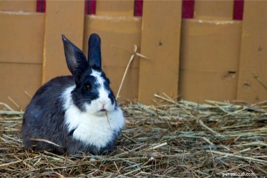 Waarom dragen konijnen hooi in hun mond?