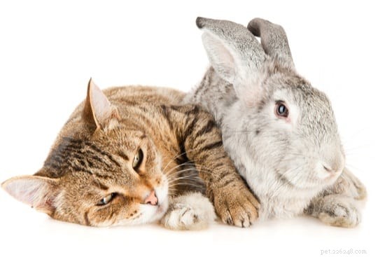 Går kaniner och katter överens?