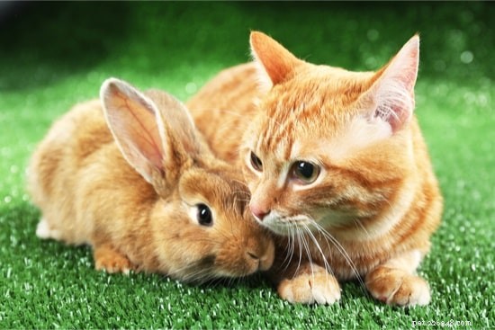 Kunnen konijnen en katten samengaan?