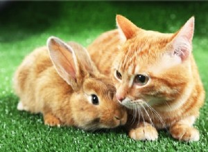 토끼와 고양이는 함께 어울리나요?